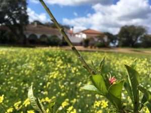 Disfruta de una primavera única en Casa Rural Valdezaque****